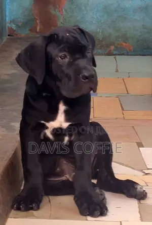 1-3 months Male Purebred Cane Corso