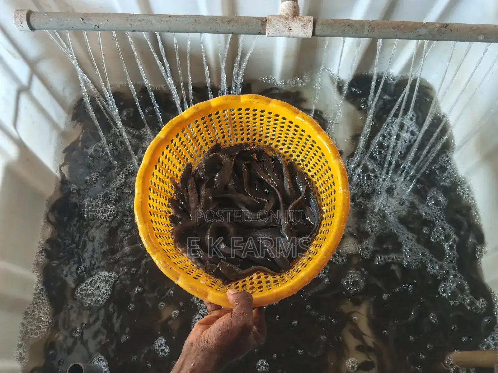 Super Best Fast Growing Catfish Juveniles Available