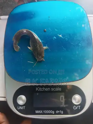 Super Best Fast Growing Catfish Juveniles Available