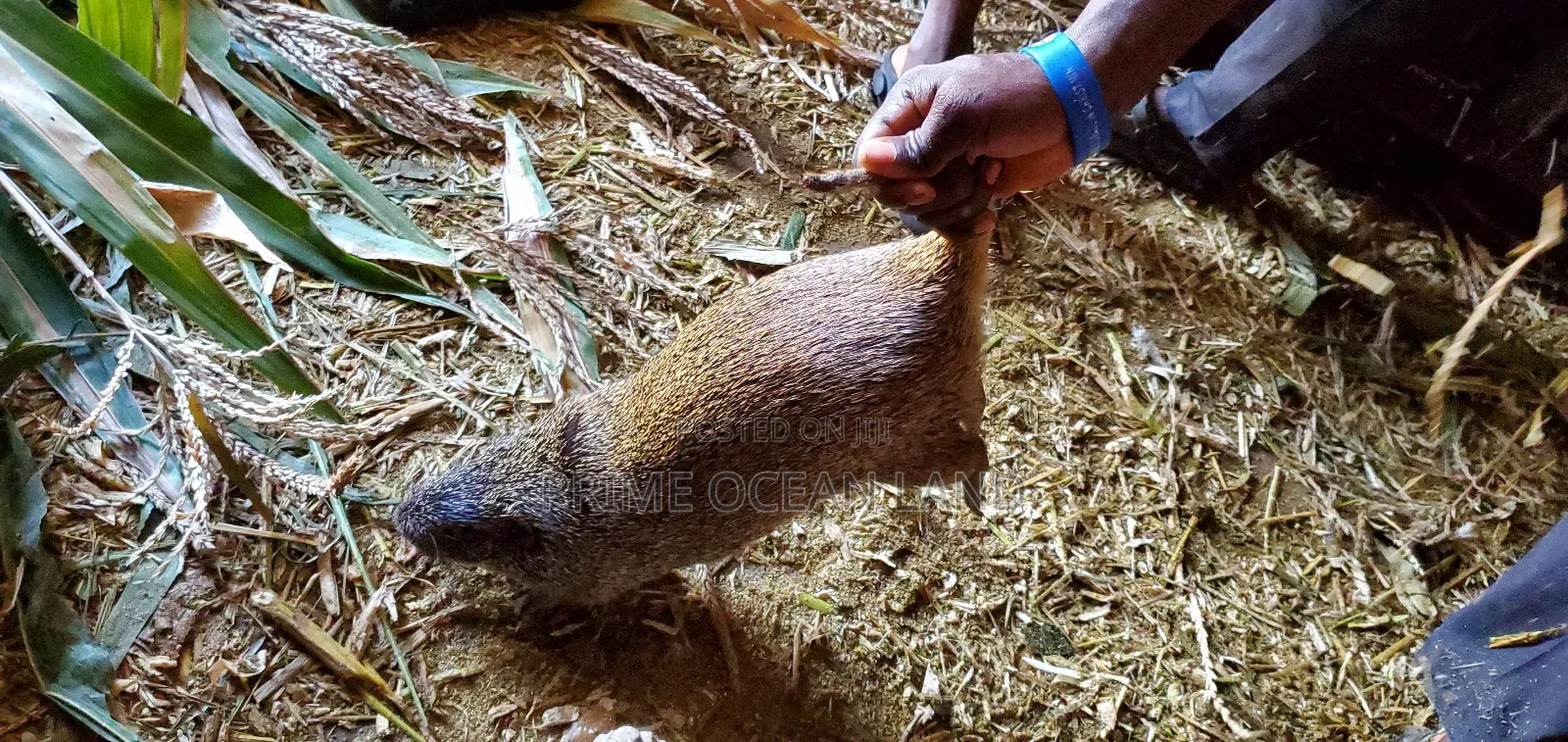 Grasscuter