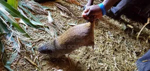 Grasscuter