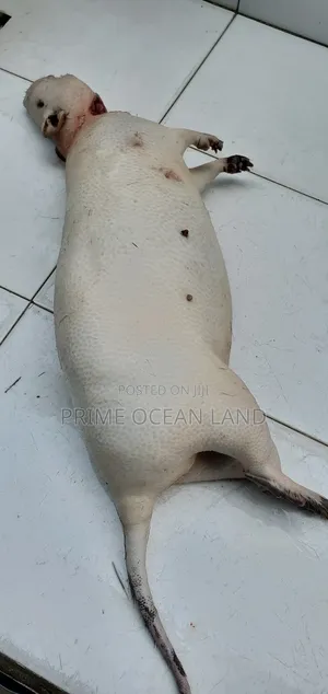 Grasscuter