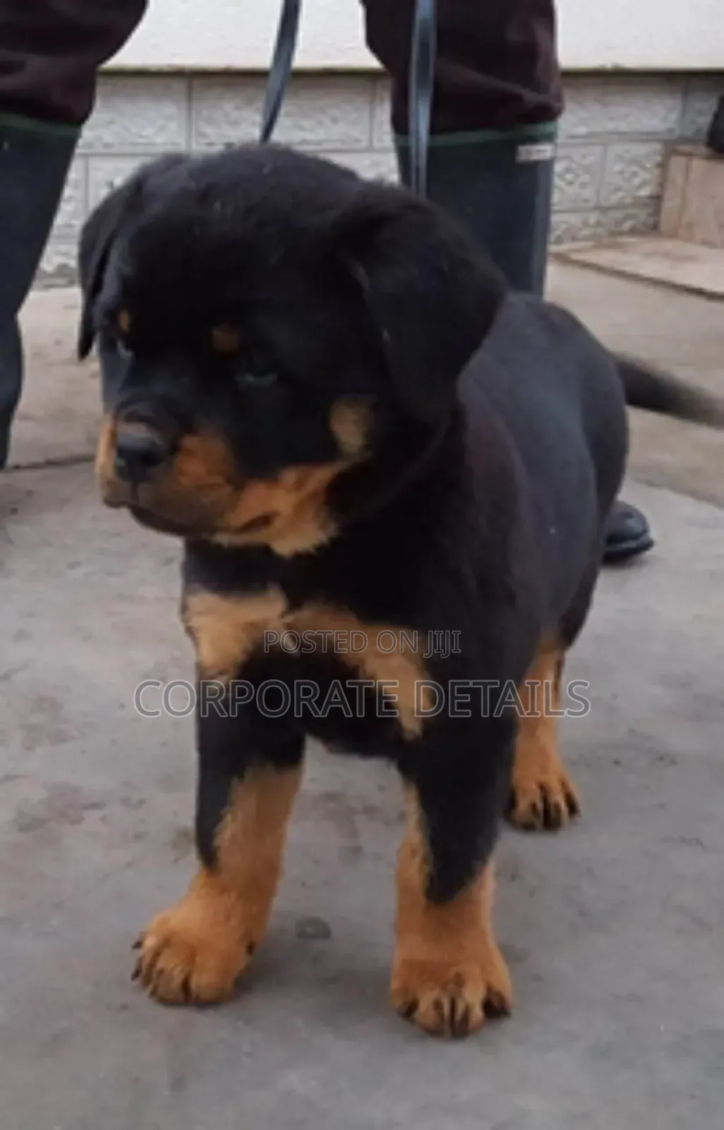 1-3 months Male Purebred Rottweiler