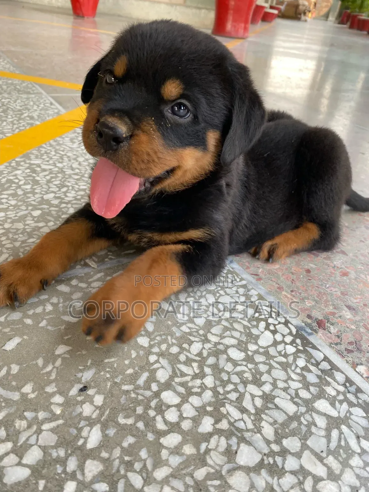 1-3 months Male Purebred Rottweiler