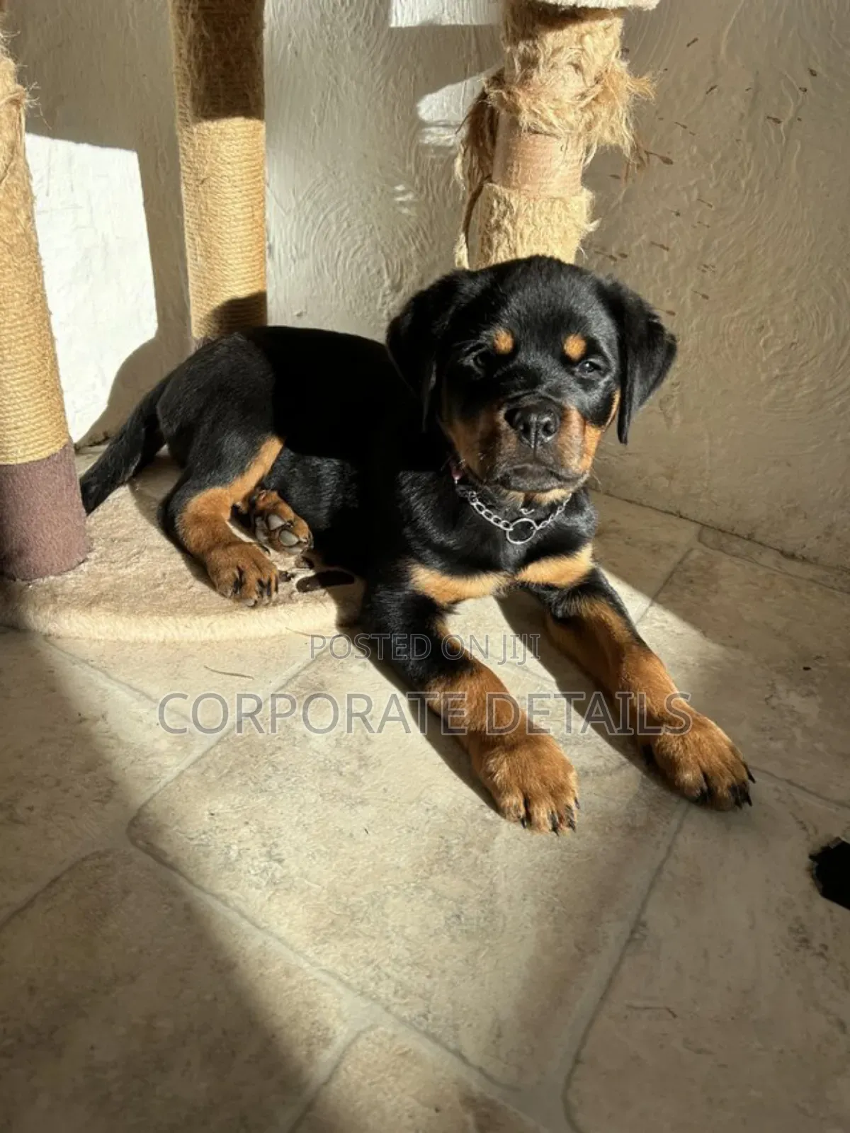 1-3 months Male Purebred Rottweiler