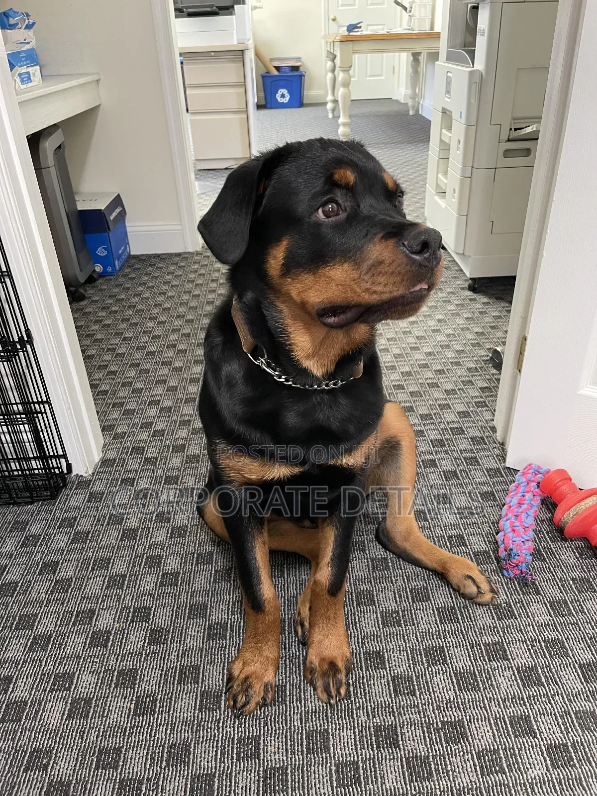 6-12 months Male Purebred Rottweiler