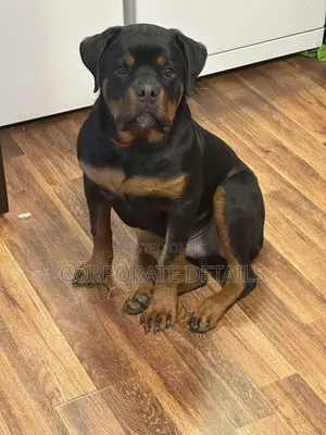 6-12 months Male Purebred Rottweiler