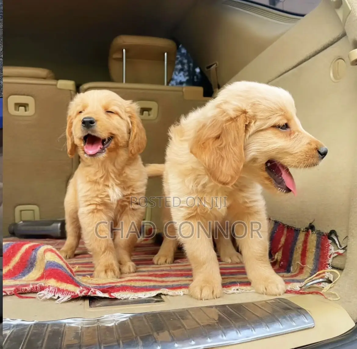 1-3 months Female Purebred Golden Retriever