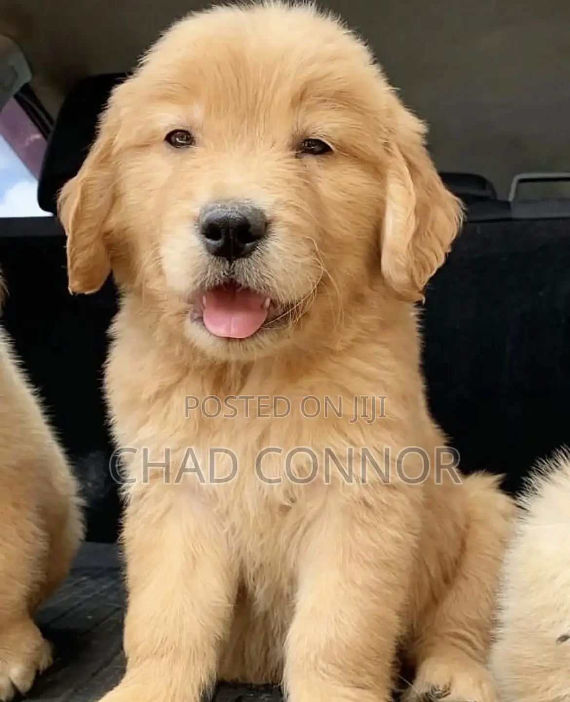 1-3 months Female Purebred Golden Retriever