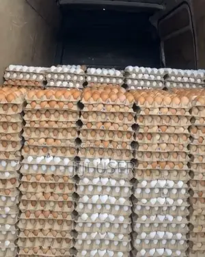 Chicken Eggs