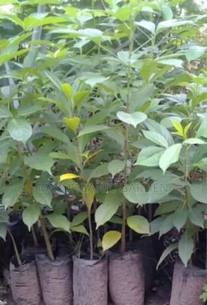 Dwarf Baobab Seedling