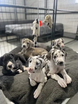 1-3 months Male Purebred Great Dane