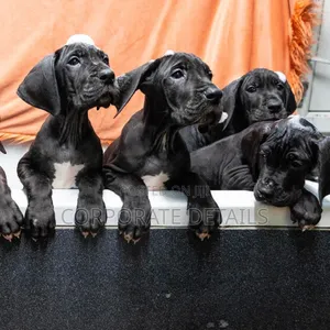 1-3 months Male Purebred Great Dane
