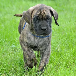 1-3 months Male Purebred Boerboel