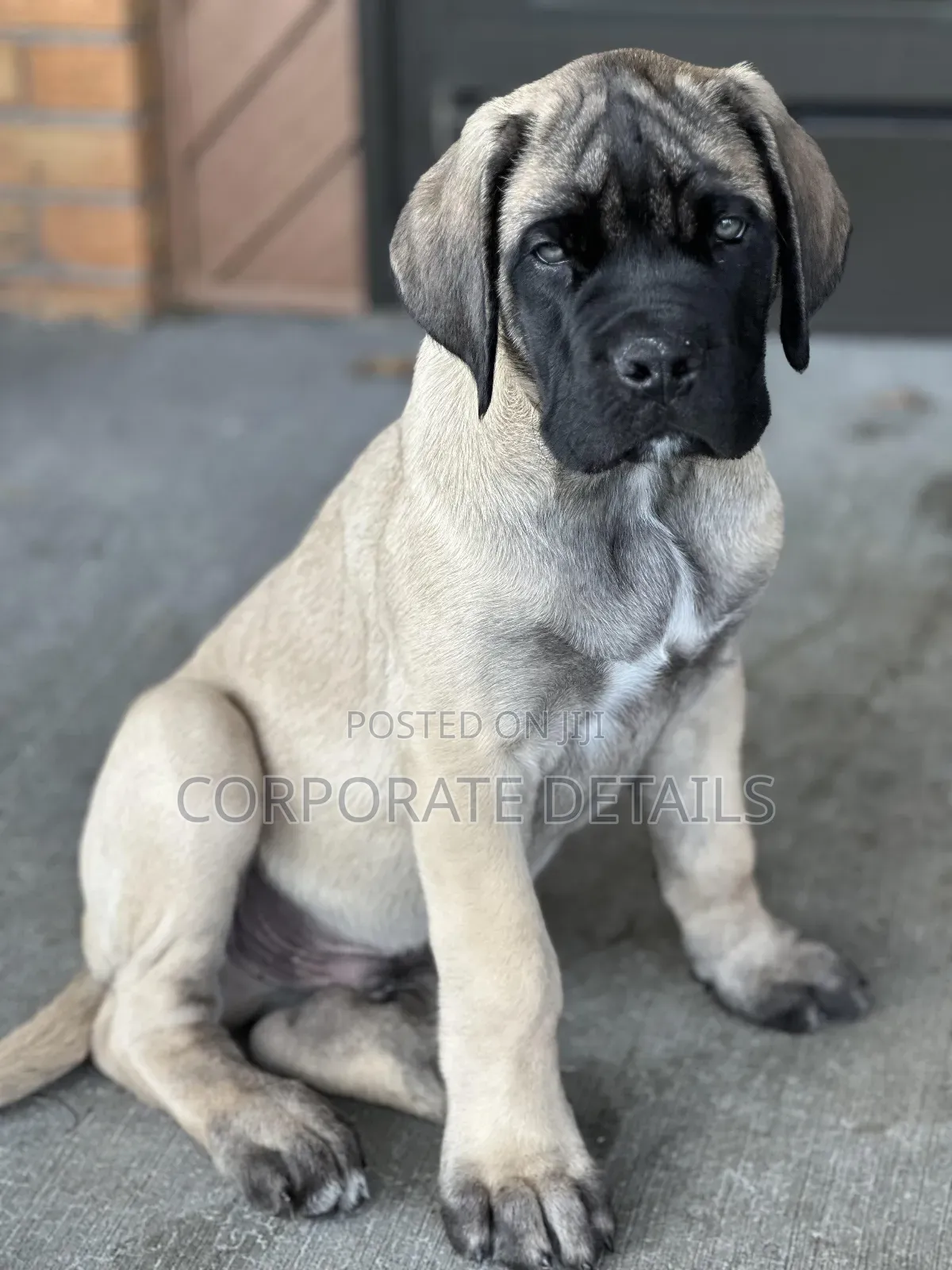 1-3 months Male Purebred Boerboel