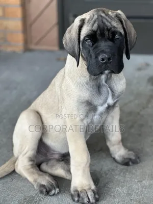 1-3 months Male Purebred Boerboel
