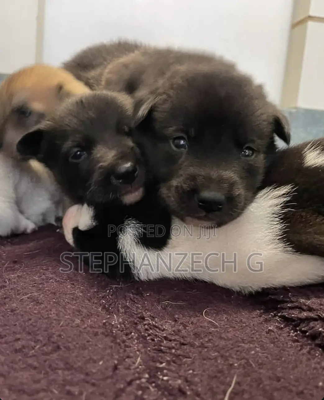 0-1 month Female Mixed Breed German Shepherd
