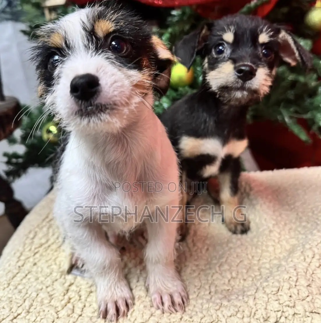 0-1 month Male Mixed Breed Skye Terrier