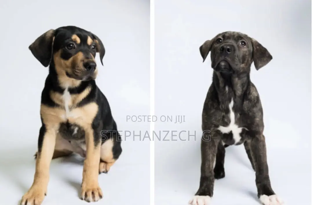 3-6 months Male Mixed Breed Rottweiler