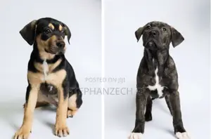 3-6 months Male Mixed Breed Rottweiler