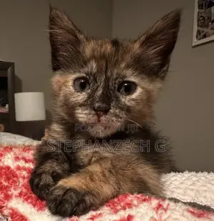 0-1 month Male Mixed Breed kitten