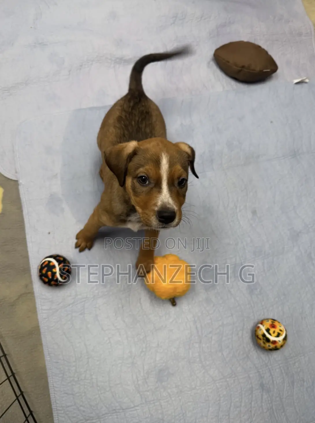 0-1 month Female Mixed Breed Maltese
