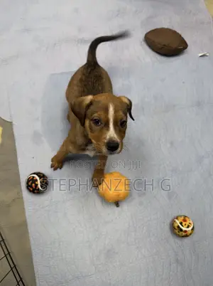 0-1 month Female Mixed Breed Maltese