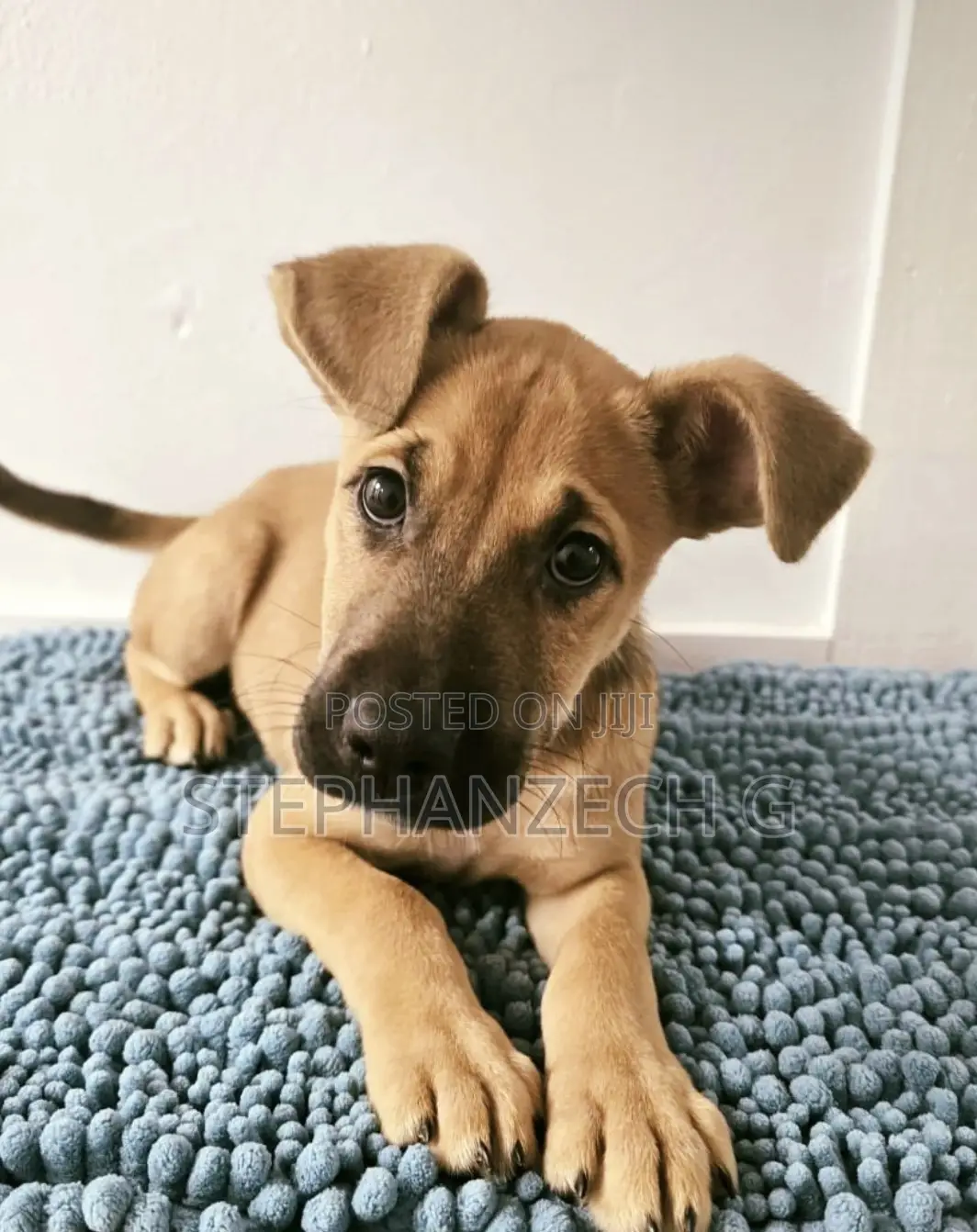 1-3 months Female Mixed Breed Boerboel