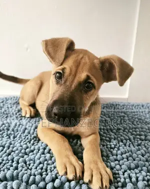 1-3 months Female Mixed Breed Boerboel
