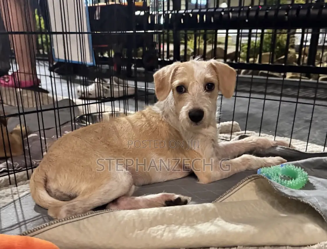 3-6 months Female Mixed Breed Australian Terrier