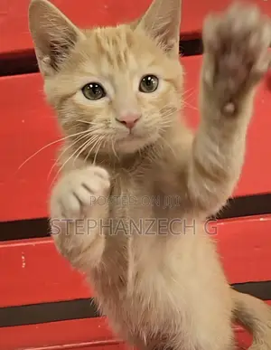 1-3 months Male Mixed Breed American Curl