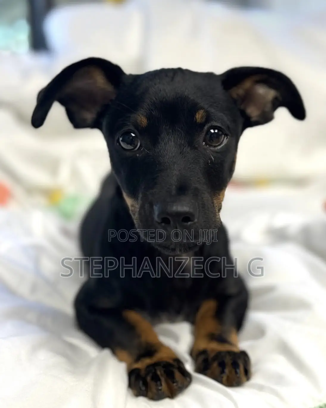 1-3 months Male Mixed Breed German Shepherd