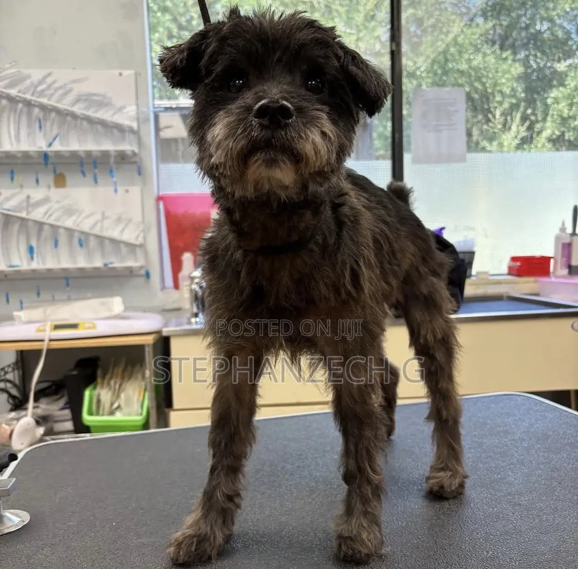 1-3 months Male Mixed Breed Poodle