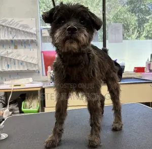 1-3 months Male Mixed Breed Poodle