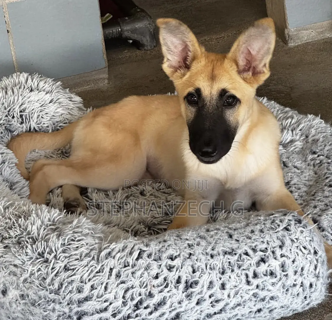 3-6 months Male Mixed Breed German Shepherd