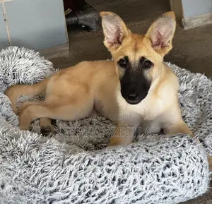 3-6 months Male Mixed Breed German Shepherd