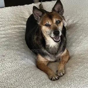 3-6 months Female Mixed Breed German Shepherd