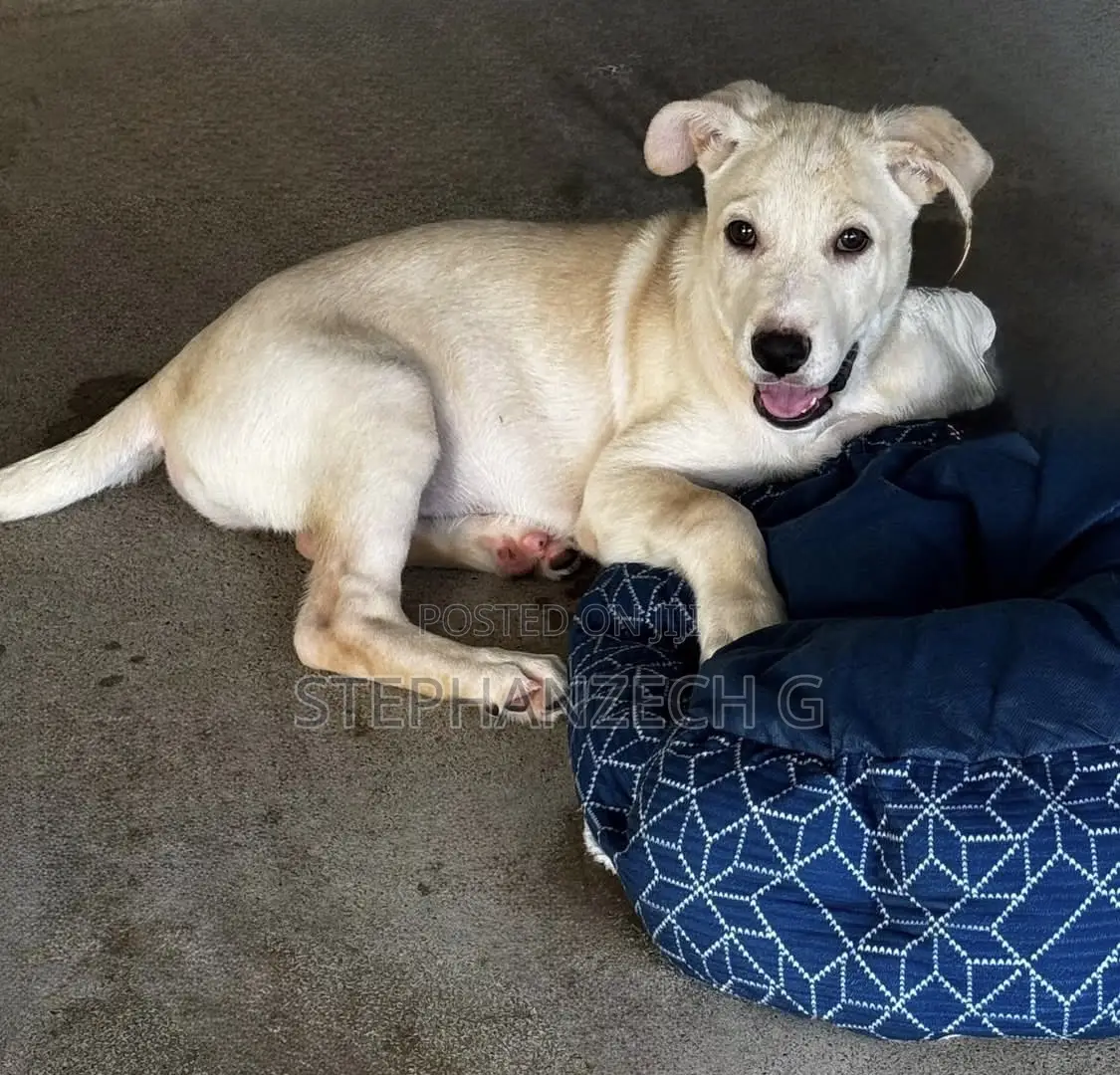 3-6 months Female Mixed Breed German Shepherd
