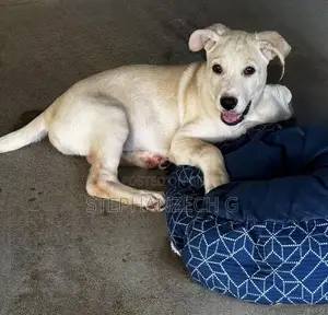 3-6 months Female Mixed Breed German Shepherd