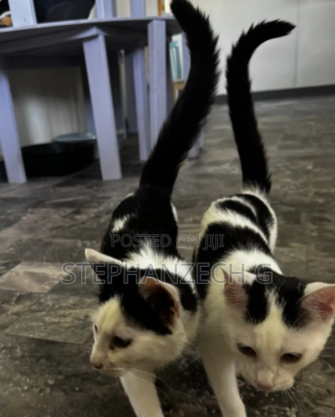 1-3 months Male Mixed Breed American Wirehair