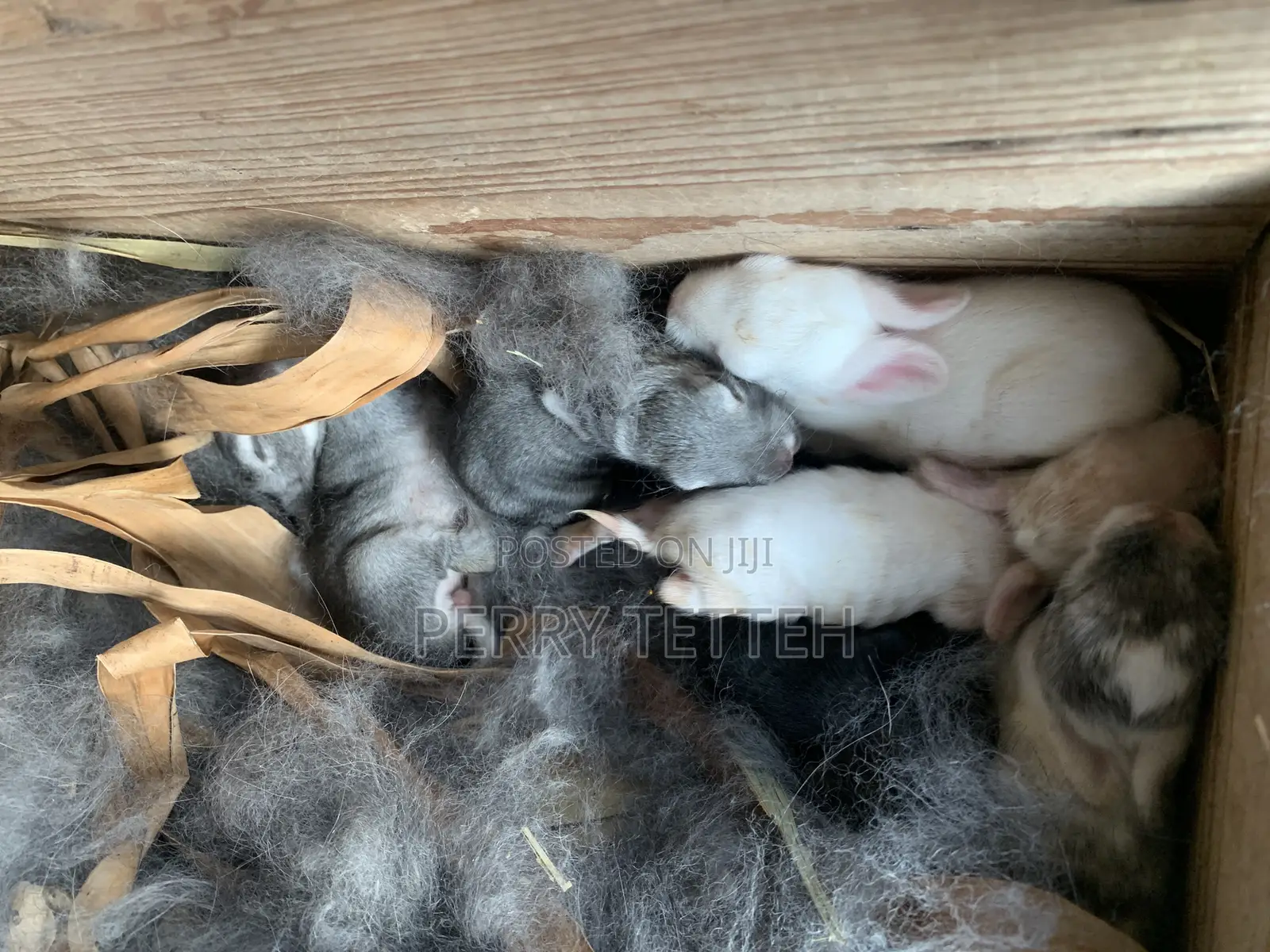 Healthy Quality Rabbits