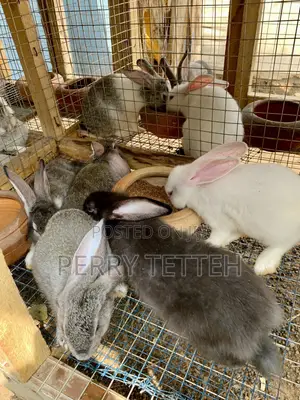 Healthy Quality Rabbits