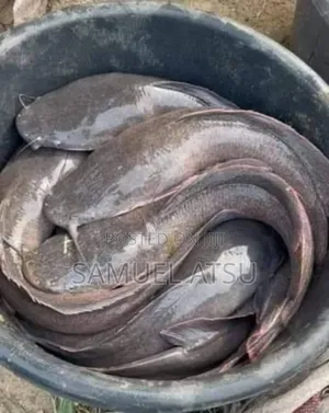Smoking Size Catfish for Sale