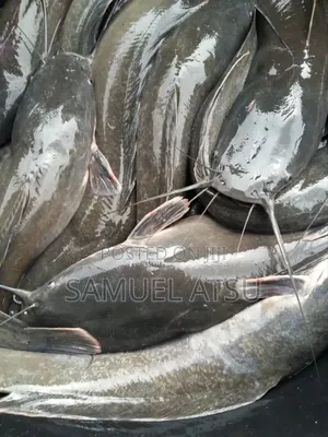Smoking Size Catfish for Sale