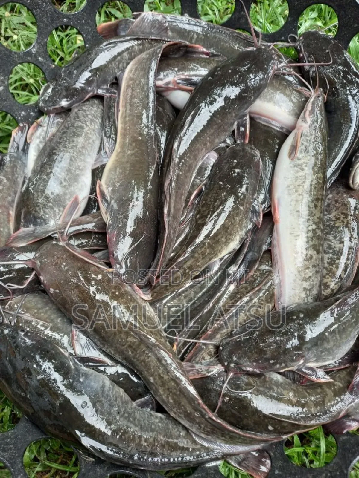 Smoking Size Catfish for Sale