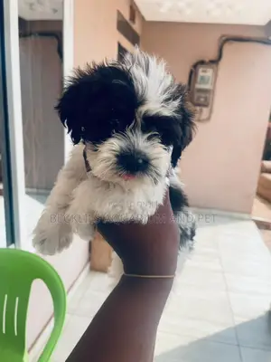 1-3 months Female Purebred Poodle
