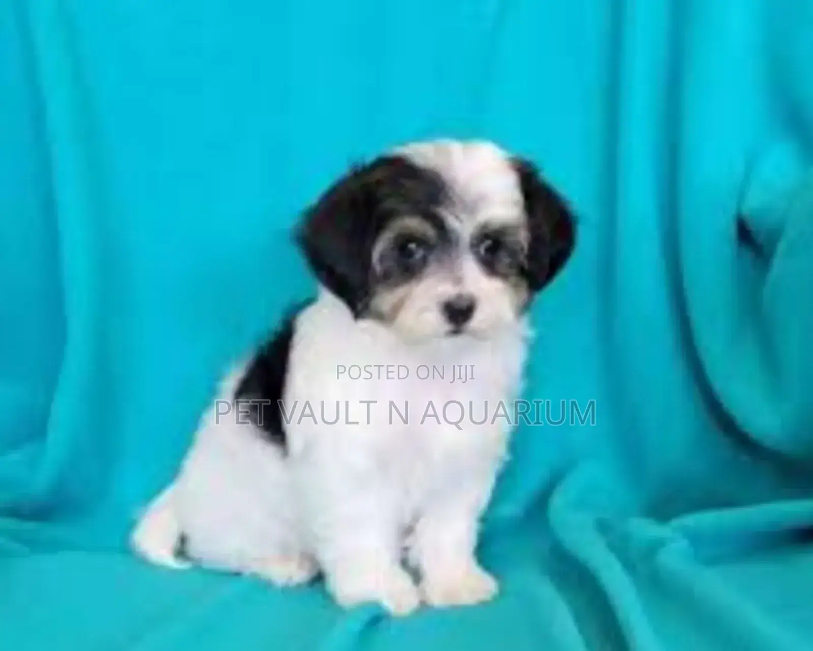 1-3 months Female Purebred Maltese