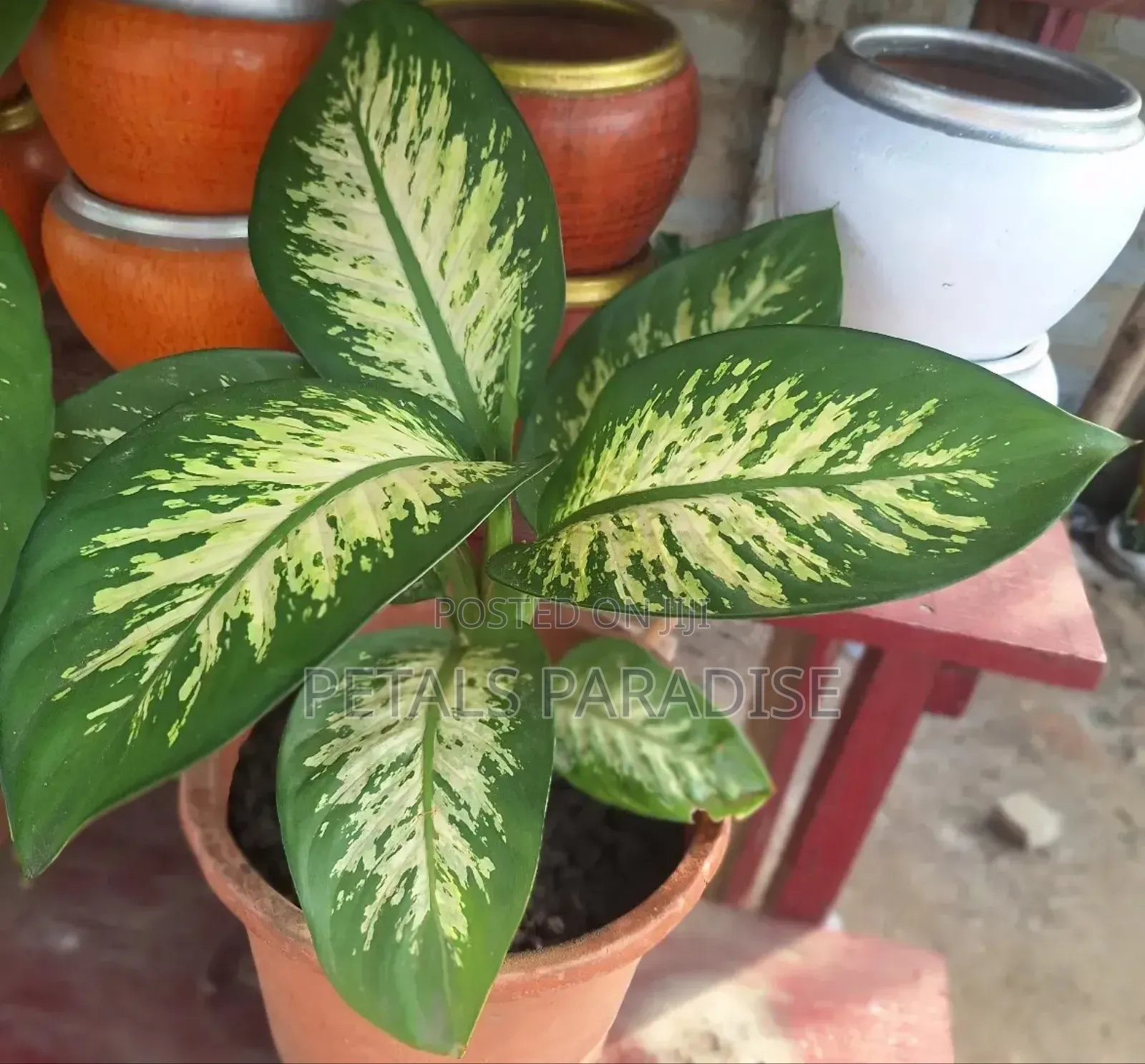 Dumb Cane for Sale