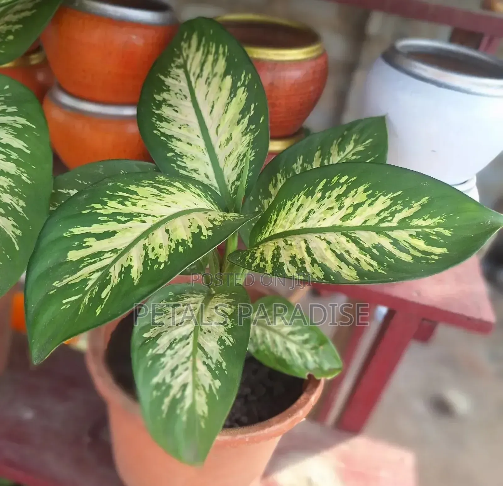 Dumb Cane for Sale