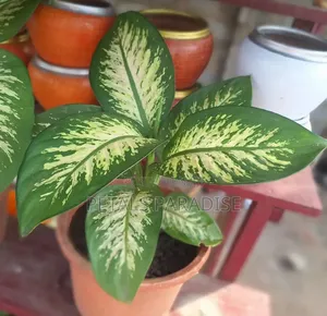 Dumb Cane for Sale